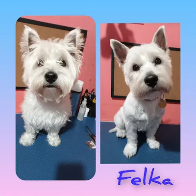 Mobilny Fryzjer Dla Zwierząt - FUTRZAK